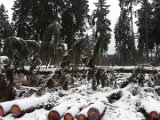 Nach Orkan Friederike  - Silberborner Strasse  (2)